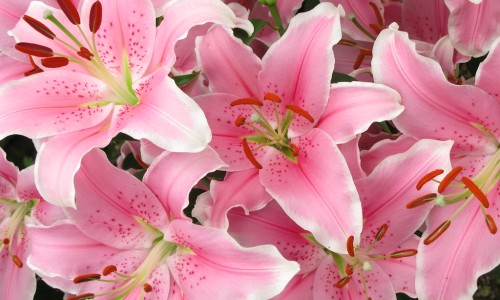 百合梨子冰糖水的功效