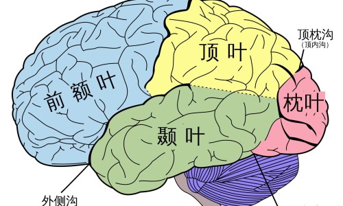 肺梗早起症状表现-肺梗早起症状网肺梗塞有什么症状知识网站,分享肺梗早起症状表现大全